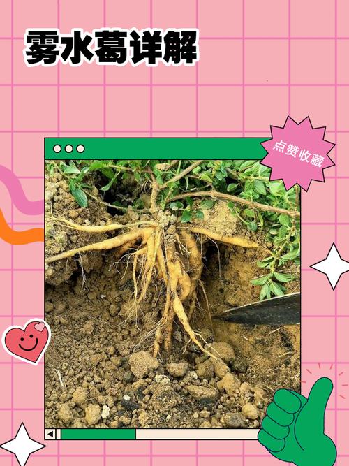 涿鹿县是低风险地区吗？当地气候适合种哪些中药材？