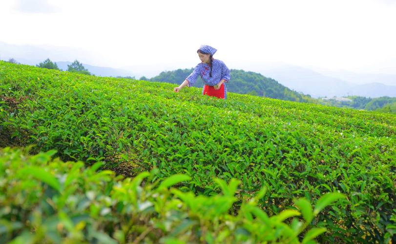 泰顺茶叶销售逆市飘红助农增收，体育场馆开放及疫情防控消息